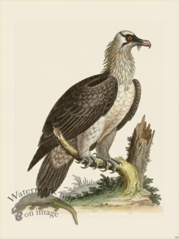 Edwards 106 Bearded Vultures